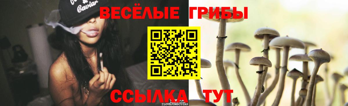 Черняховск  Псилоцибиновые грибы Psilocybe  Галлюциногенные грибы Magic Shrooms  где купить наркотик  Вход с VPN 